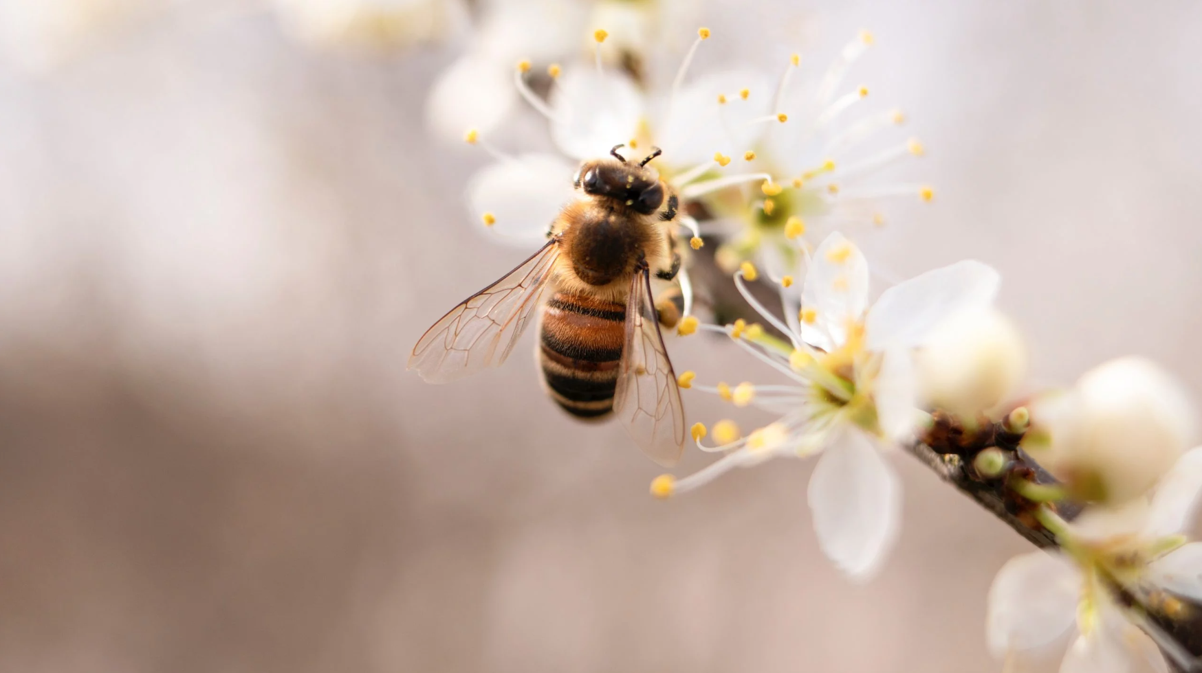 Why It’s Important to Save the Bees